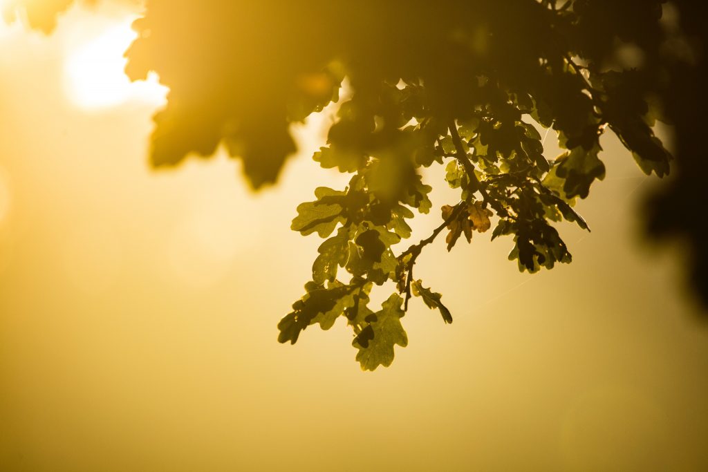 Hazy sunshine and a tree