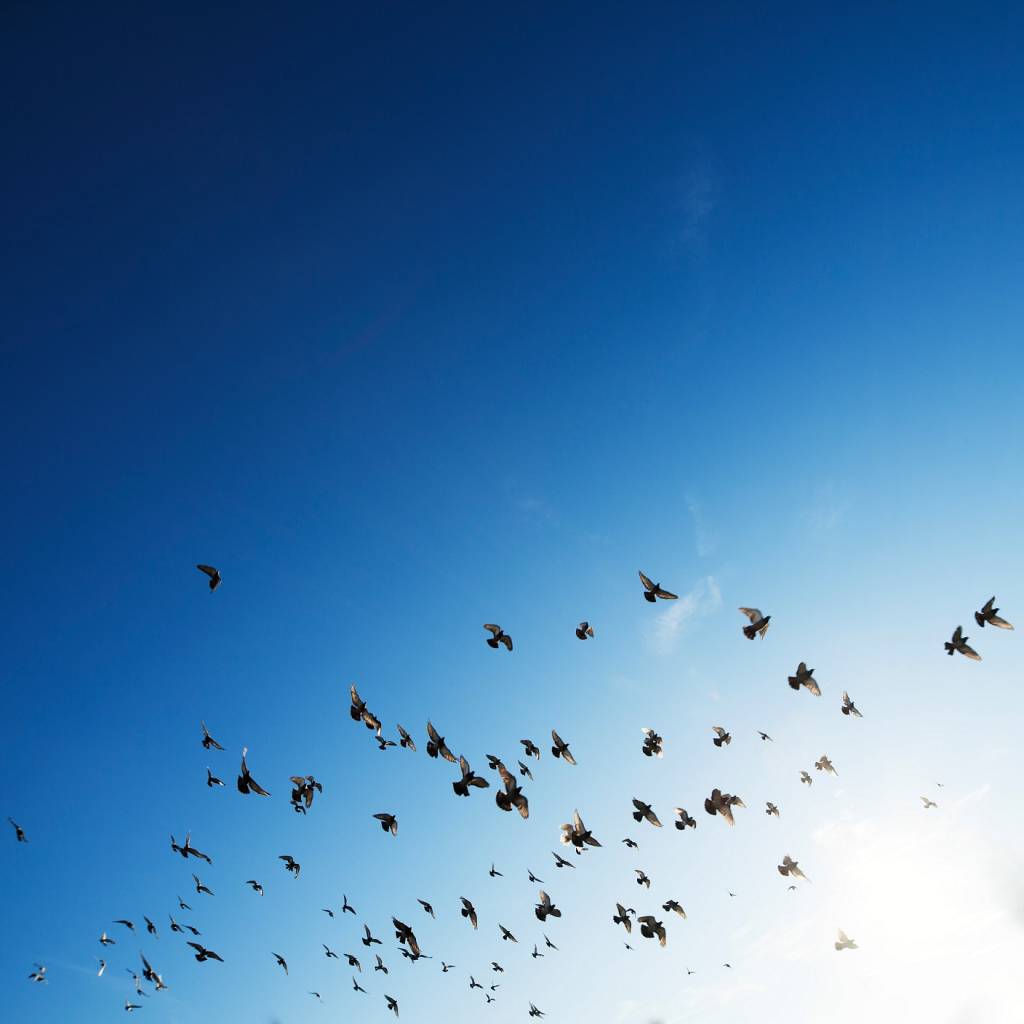 Birds flying and blue sky