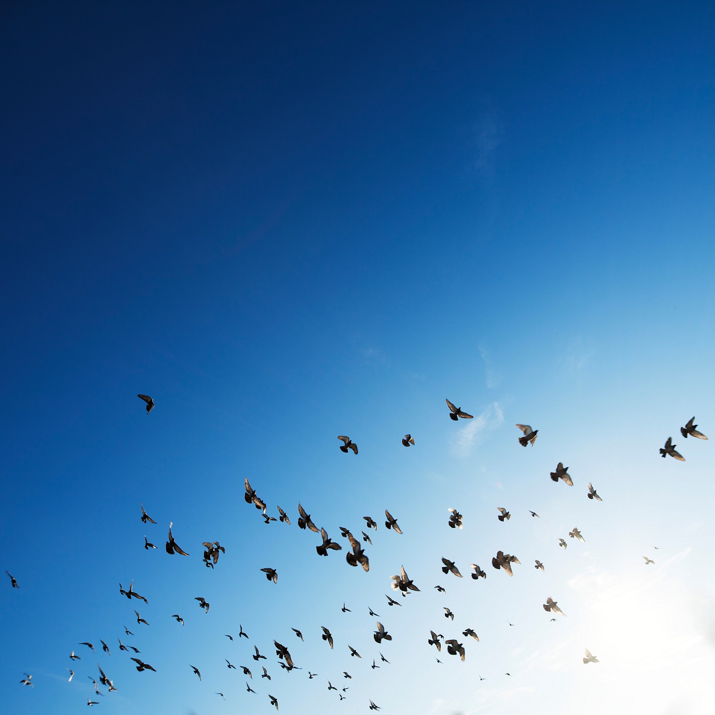 Birds flying and blue sky